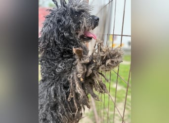 Buksi LM – Sanfte Hundedame sucht warmes Plätzchen für immer