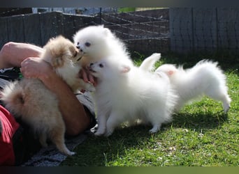 Zwei kleine Eisbären Zwergspitz Pomeranian suchen Kuschelpartner