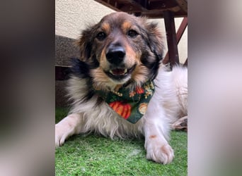 Aiko SR – entspannter Kuschelbär sucht liebevolles Zuhause