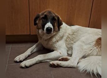 Anka - wo darf ich Zuhause sein?