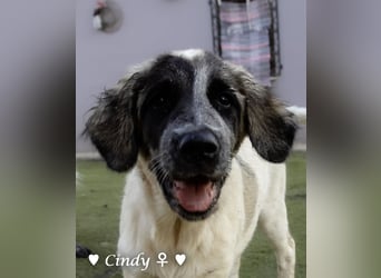 Cindy und Carla suchen ab Mitte Juli ein Zuhause
