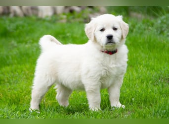 Goldenretriever Welpen