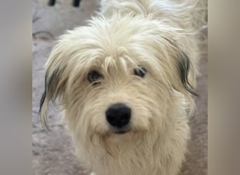 Fluffy, geb. ca. 11/2023, lebt in GRIECHENLAND, auf einer privaten Pflegestelle