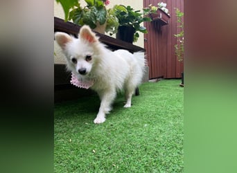 Emma SR – Kleine Hündin sucht liebevolles Zuhause