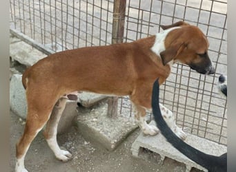 Bracken-Mix ♥Sky♥ lieb + abenteuerlustig