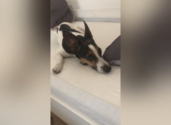 Reinrassiger Jack Russell Terrier