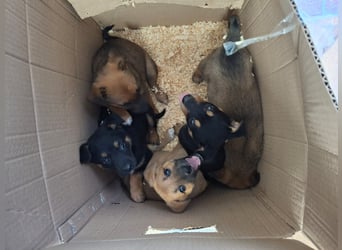 Della träumt vom eigenen Körbchen