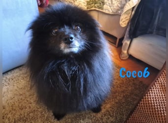 Coco6 09/2019 (in Deutschland) - Pomeranian Zwergspitz Mix sucht verantwortungsvolle Menschen!