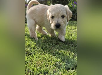 Labradoddle F1