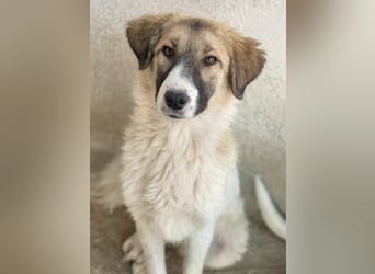 Renfri, geb. ca. 05/2024, lebt in GRIECHENLAND, im städt. Tierheim Serres