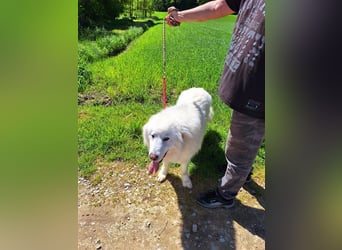 Pyränenberghundmix Tobi