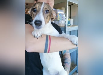 MOLLY, Hündin, 3 Jahre, 27cm, Mischling, Tierschutz