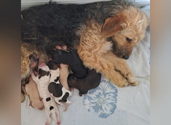 BEBORA SUCHT IHRE FAMILIE