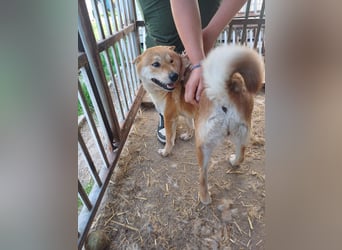 Nyomda PP – Sanfte Shiba Inu-Hündin auf der Suche nach Geduld und Fürsorge