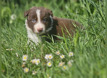 Border Collie Welpen -  Rüden und Hündin