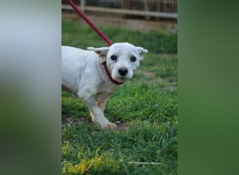 **RESERVIERT** Egres-PP, kleine Westie-Lady wünscht sich schönes Zuhause