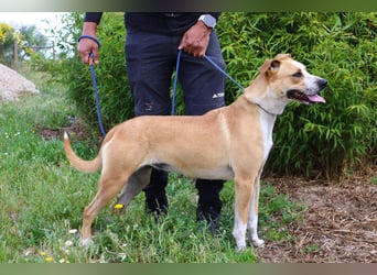 Goma, Labrador-Mix, lieb und sozial