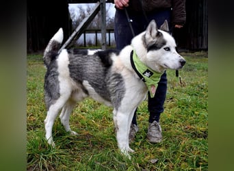 Oktavius ist ein toller Hundemann