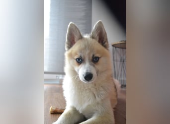Pomsky Deckrüde