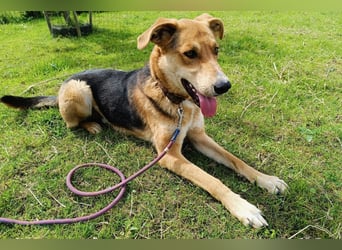 Dringend Pflegestelle oder neues Zuhause für Lemmy gesucht! (38820 Halberstadt)