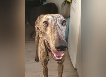 Toni, sucht ein liebevolles Zuhause