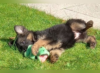 Schäferhund-Welpen 1 Rüde, 8 Hündinnen zu verkaufen