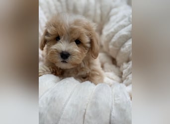 Maltipoo Malteser Toy Pudel Mix Welpen