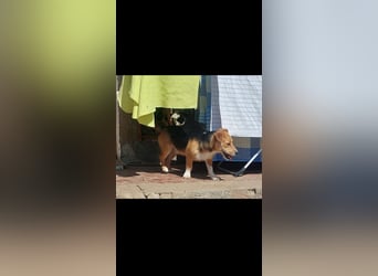 Linus der perfekte Familienhund