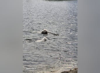 Spanischer Wasserhund