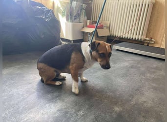 Rocky hat sein Zuhause verloren