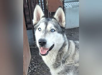 Schöne Nova sucht dringend ein neues Zuhause
