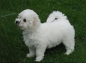 2 wunderschöne Bichon Frise Welpen im Teddylook