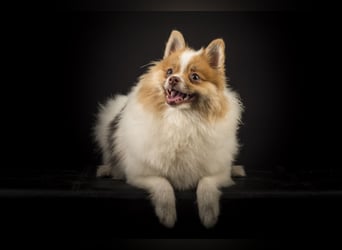Liebevolle Zwergspitz Pomeranian Zucht