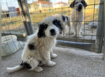 Ziggy – bereit für sein erstes richtiges Zuhause