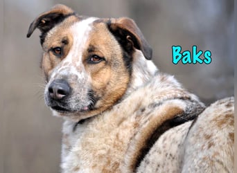 Baks 11/2021 - ein ausgeglichener und sanftmütiger, ganz besonderer, wunderschöner Rüde!