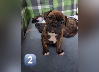 Wundervolle Bulldoggen-Welpen suchen ihr Für-Immer-Zuhause!