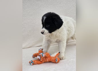 Nele, ein von 7 kleinen Schätzen