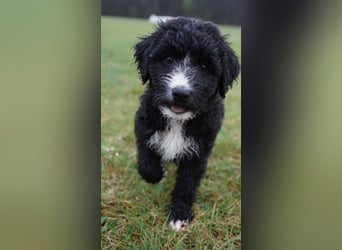 Doodle Bergamasker Barbet Mix Bergamasco Franz. Wasserhund Bergadoodle für Allergiker nicht haarend
