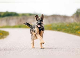 Verspielter Floppi sucht seine Menschen
