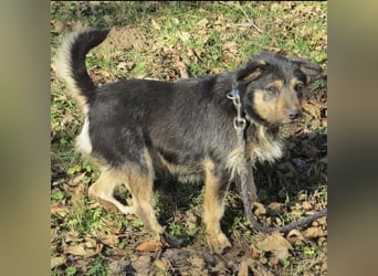 Bobek- ein Schatz zum lieb haben