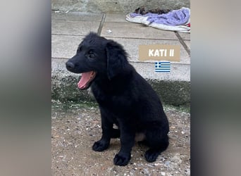 Kati,geb,02/25,hübsches Labrador Mix Mädchen sucht ihre Familie