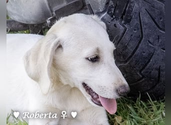 Ralfie, Roberta, Robbie und Rickie suchen eine Familie