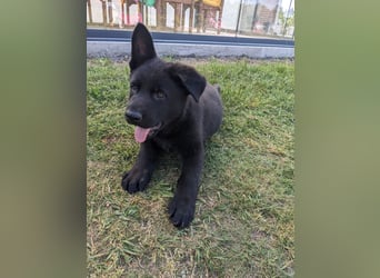 Deutscher schwarzer schäferhund mit Papieren