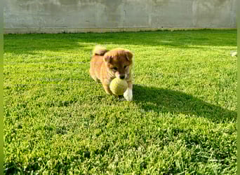 Shiba inu Welpen mit Papieren, Transport möglich!