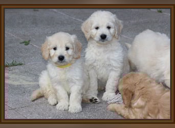 GOLDENDOODLE Traum ! Bezaubernde Welpen aus langjähriger+überprüfter Familienaufzucht.