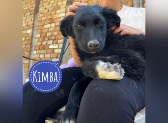 Kimba ein absoluter Schatz