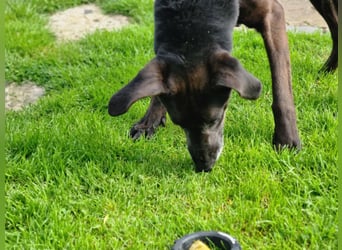 Dolly, geboren 30.12.2015, 60cm sucht ihr Zuhause (auf Pflegestelle in Deutschland)