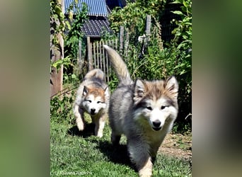 Zuchtstätte Silberglanz- C-Wurf / Alaskan Malamute Welpen - 3 Weibchen/2 Rüden