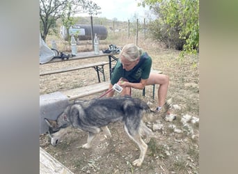 Kody, freut sich auf eine aktive Familie