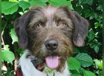 ♥GRETA♥ auf Pflegestelle bei Köln - ganz liebe, unkomplizierte anfangs etwas vorsichtige Hündin 50cm